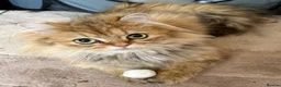 Persian cats for sale: Beautiful friendly socialised kittens in Altrincham - Advert 1