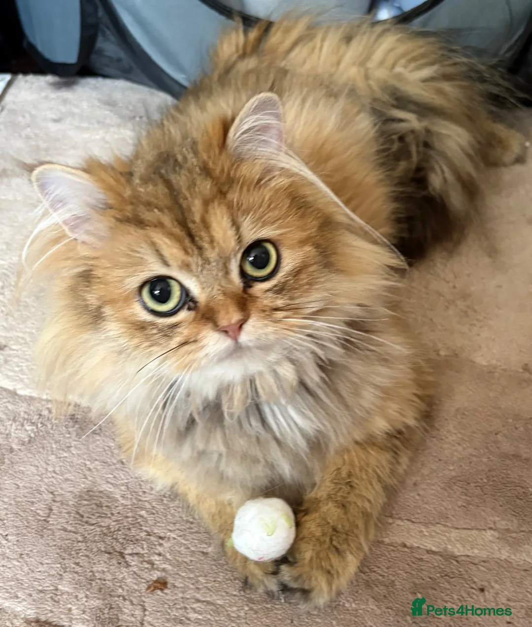 Persian cats for sale: Beautiful friendly socialised kittens in Altrincham - Advert 1