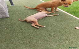 Chihuahua dogs for sale: Chihuahua pup looking for a big adventure  in Newmarket - Image 8