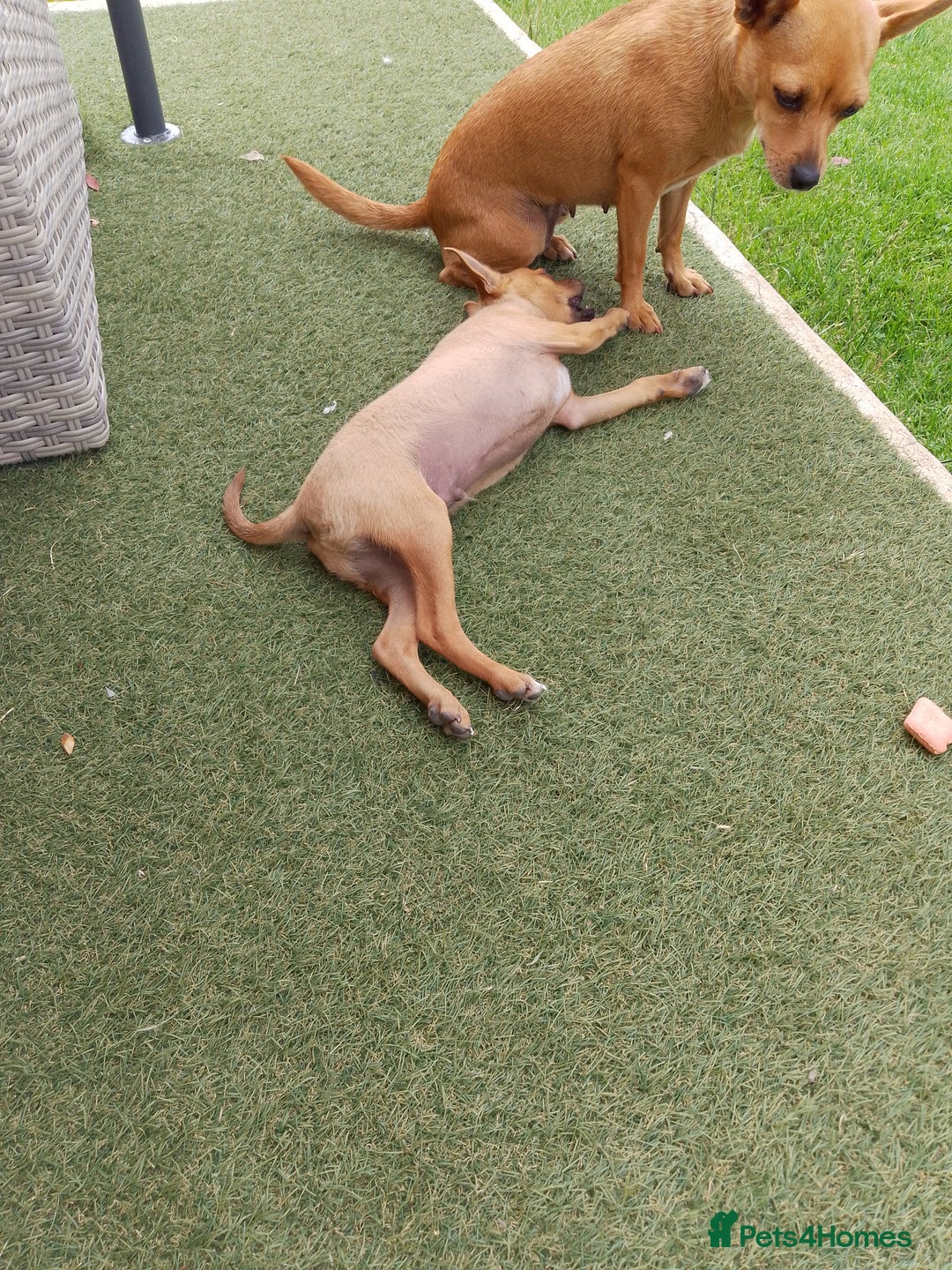 Chihuahua dogs for sale: Chihuahua pup looking for a big adventure  in Newmarket - Image 8