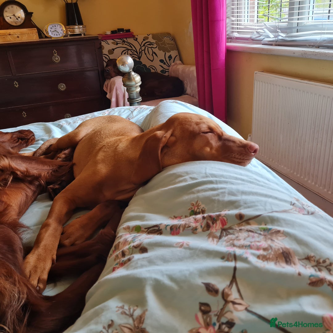 Hungarian Vizsla dogs for sale: PEDIGREE HUNGARIAN VIZLA GIRL 6 Months Old. - Image 3
