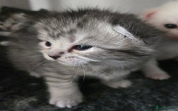 Persian cats for sale: Persian x fluffy kittens  - Image 23