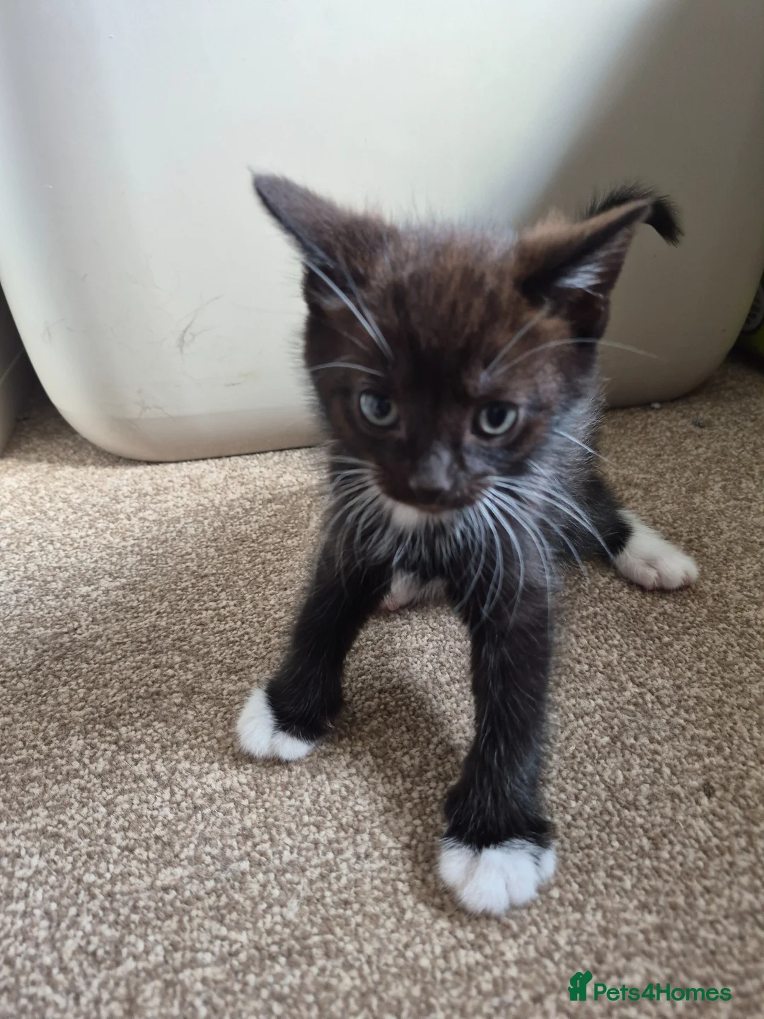 Mixed Breed cats for sale: Black and white male kitten  - Advert 3