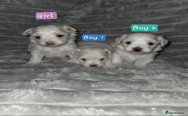 Maltipoo dogs - Advert 1