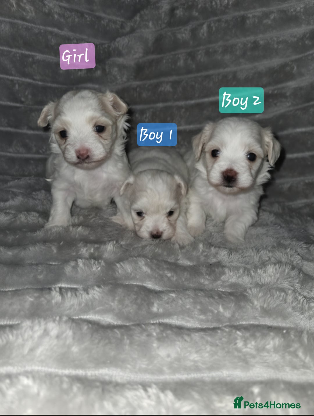 Maltipoo dogs for sale: Unique Korean miniature Maltipoos 🐶 🏡 🐾  - Advert 7