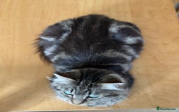 British Longhair cats for sale:  British longhair kittens 3 male 1 female  - Image 38