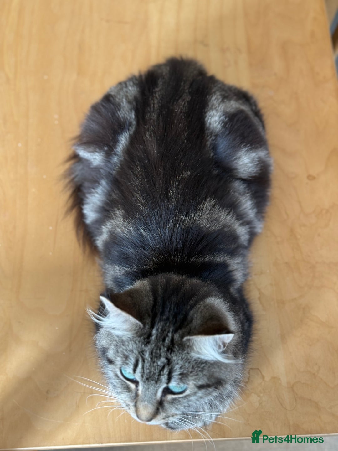 British Longhair cats for sale:  British longhair kittens 3 male 1 female  - Image 38