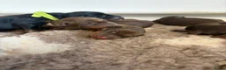 Dobermann dogs for sale: BROWN & TAN FEMALES AVAILABLE- LICENSED BREEDER  - Advert 8