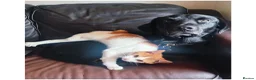 Mixed Breed dogs for stud: For STUD. Labrador - Advert 2