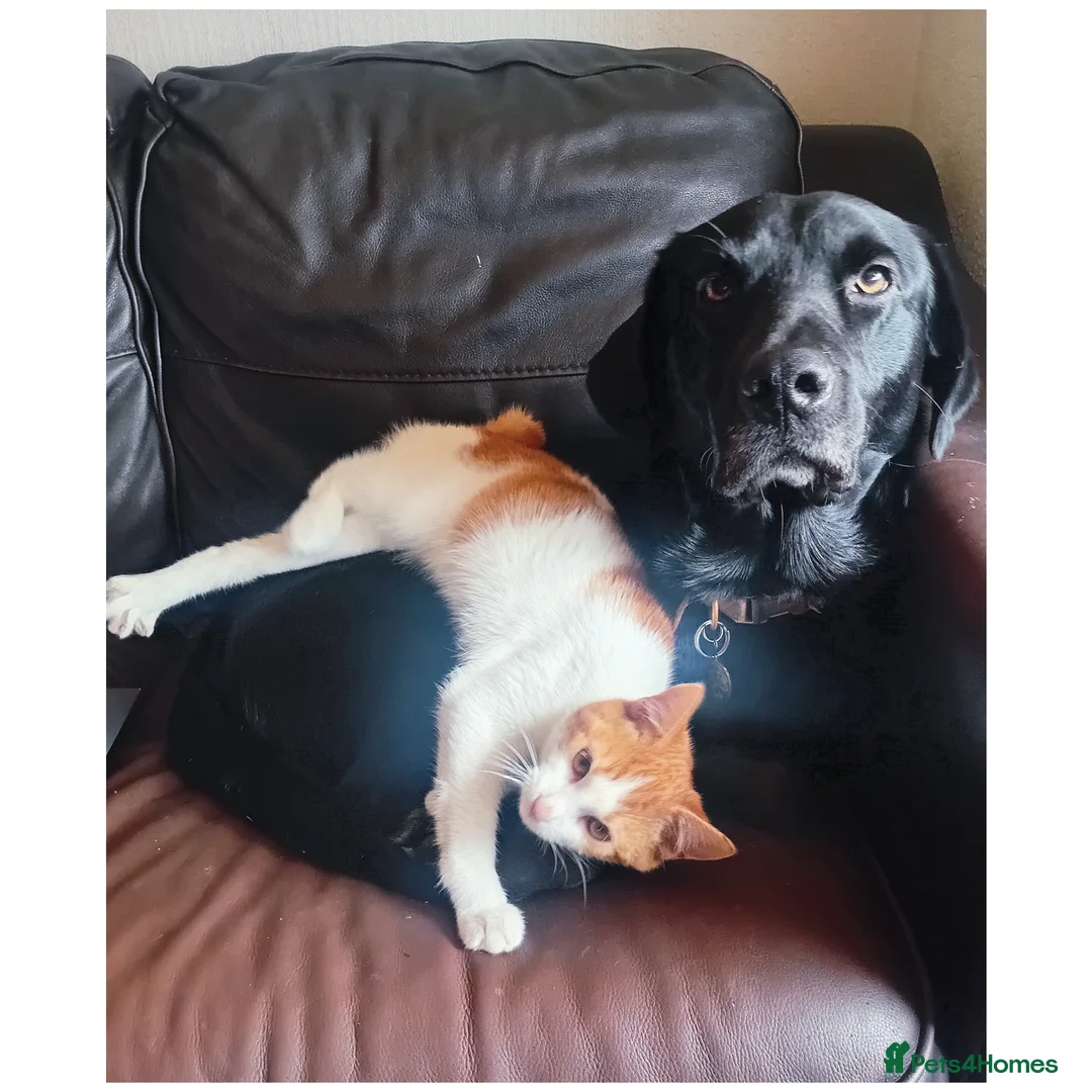 Mixed Breed dogs for stud: For STUD. Labrador - Advert 2