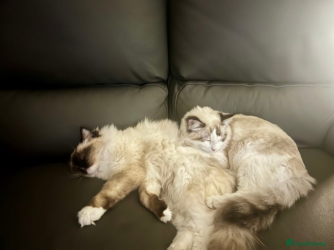 Ragdoll cats for sale: brother and sister ragdolls - Image 3