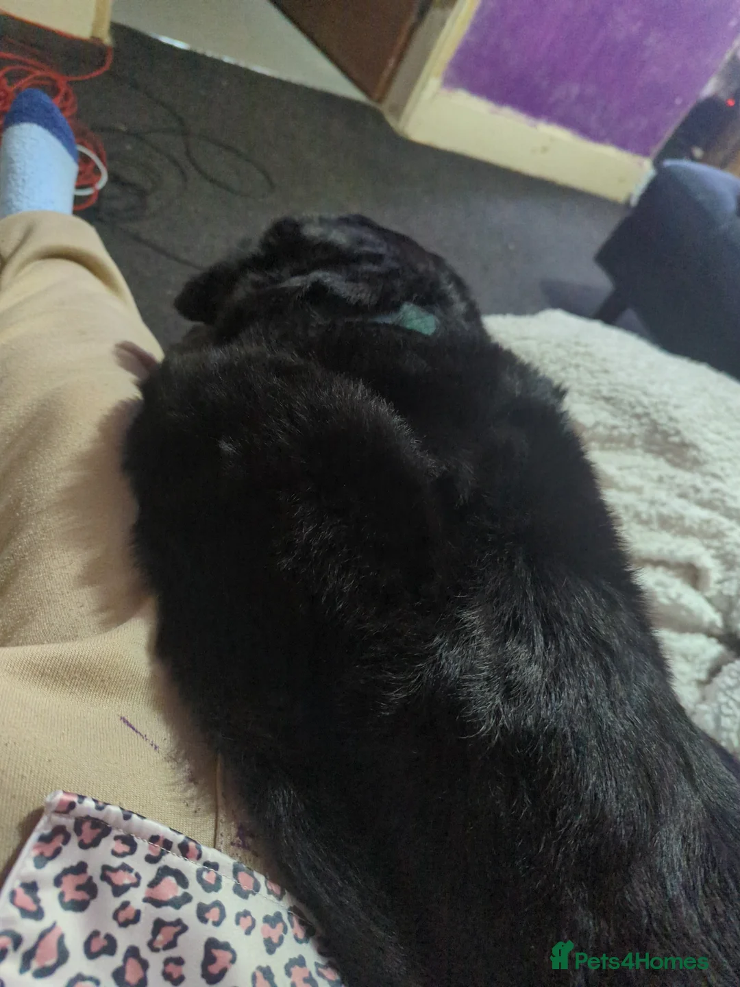 Labrador Retriever dogs for sale: This is benji - Advert 4