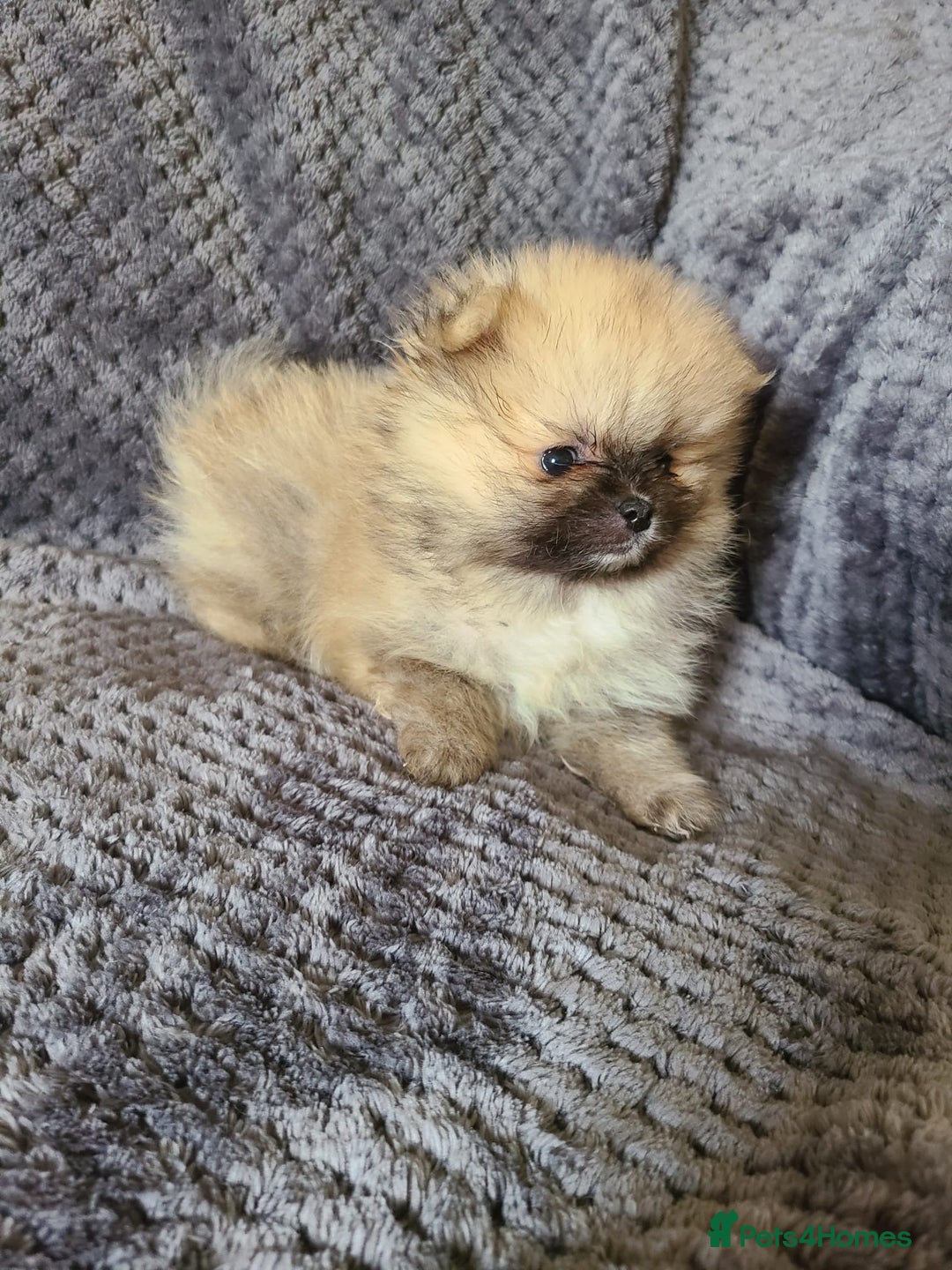 Pomeranian dogs for sale: Gorgeous litter of pomeranian puppies💙💖 - Image 9