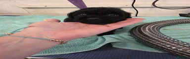 Cockapoo 2