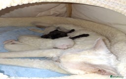 Devon Rex cats for sale: 🌸 Wonderful Devon Rex Kittens Raised with Love 🌸 - Image 19