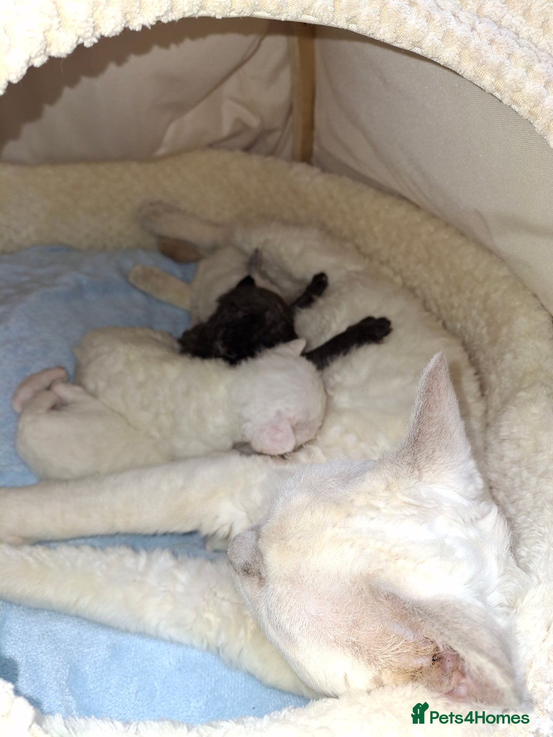 Devon Rex cats for sale: 🌸 Wonderful Devon Rex Kittens Raised with Love 🌸 - Image 19
