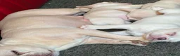 French Bulldog dogs for sale: French Bulldog Puppies in Swadlincote - Advert 8