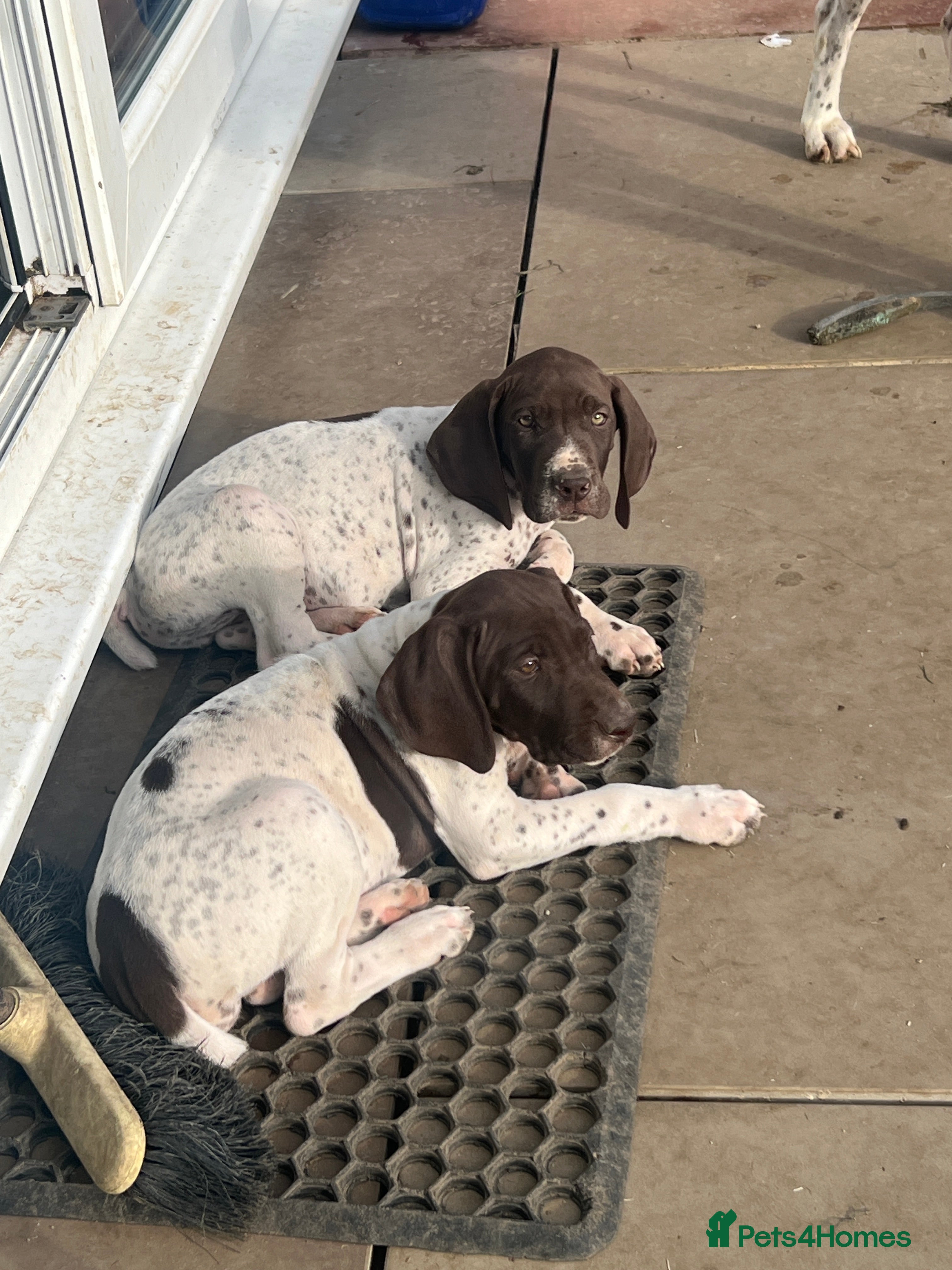 German Shorthaired Pointer dogs German shorthaired pointer - Advert 3