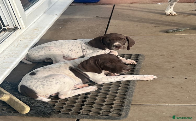 German Shorthaired Pointer dogs - Advert 1