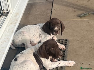 German Shorthaired Pointer dogs - Advert 1