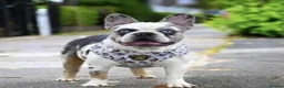 French Bulldog dogs for stud: 7 panel health clear🩺 KOITASTIC🎏 - Advert 5
