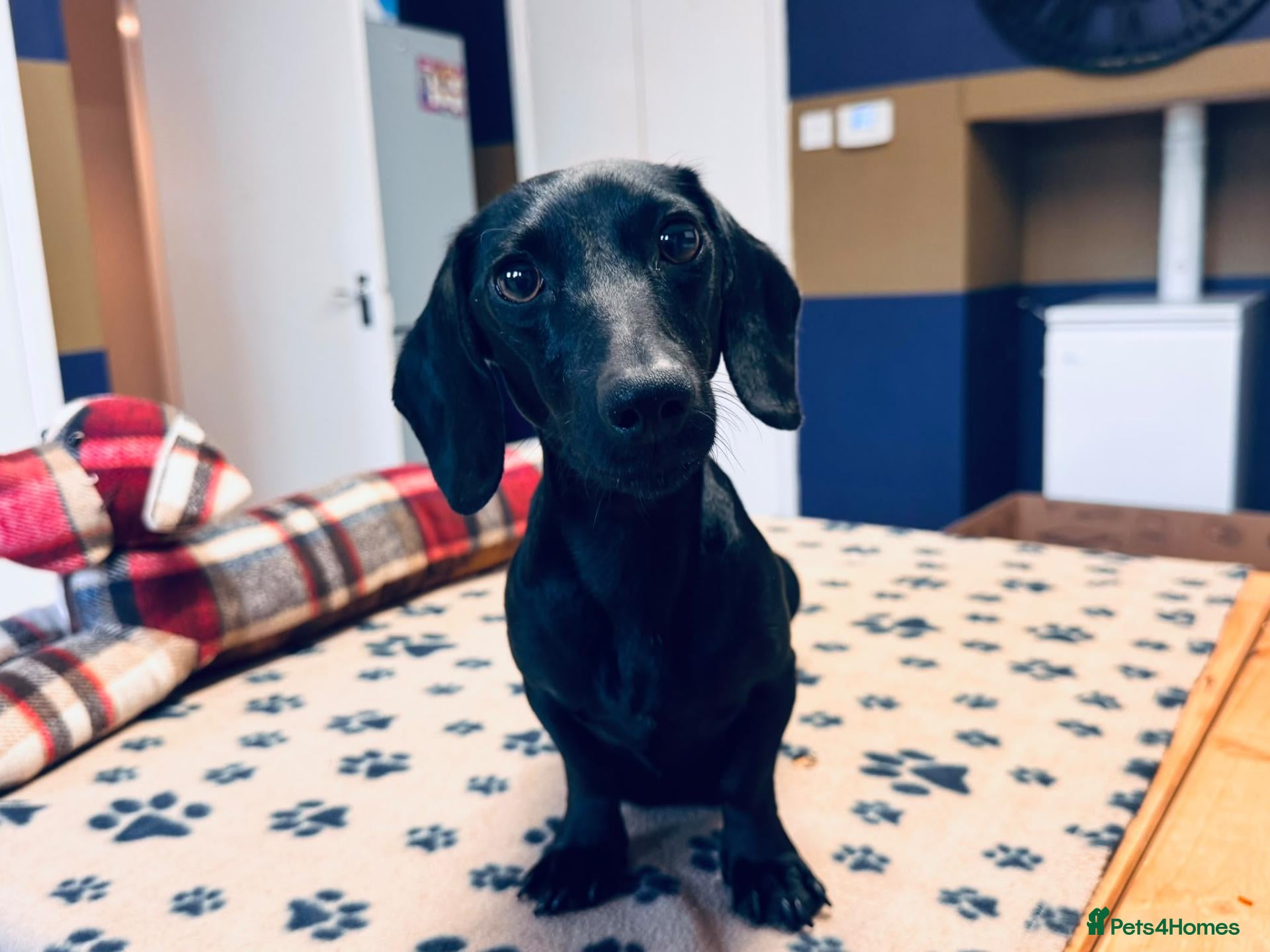 Miniature Dachshund dogs for sale: Beautiful litter of pups available  - Advert 22