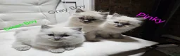Ragdoll cats for sale: Lovely Litter of 3 Kittens Looking for Loving Home - Advert 7