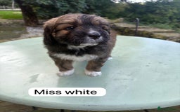 Saint Bernard dogs for sale: Outstanding Mini Saint Bernadoodle Puppies - Image 2
