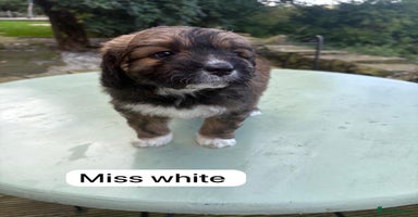 Saint Bernard dogs - Advert 15