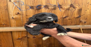 Cockapoo dogs - Advert 6