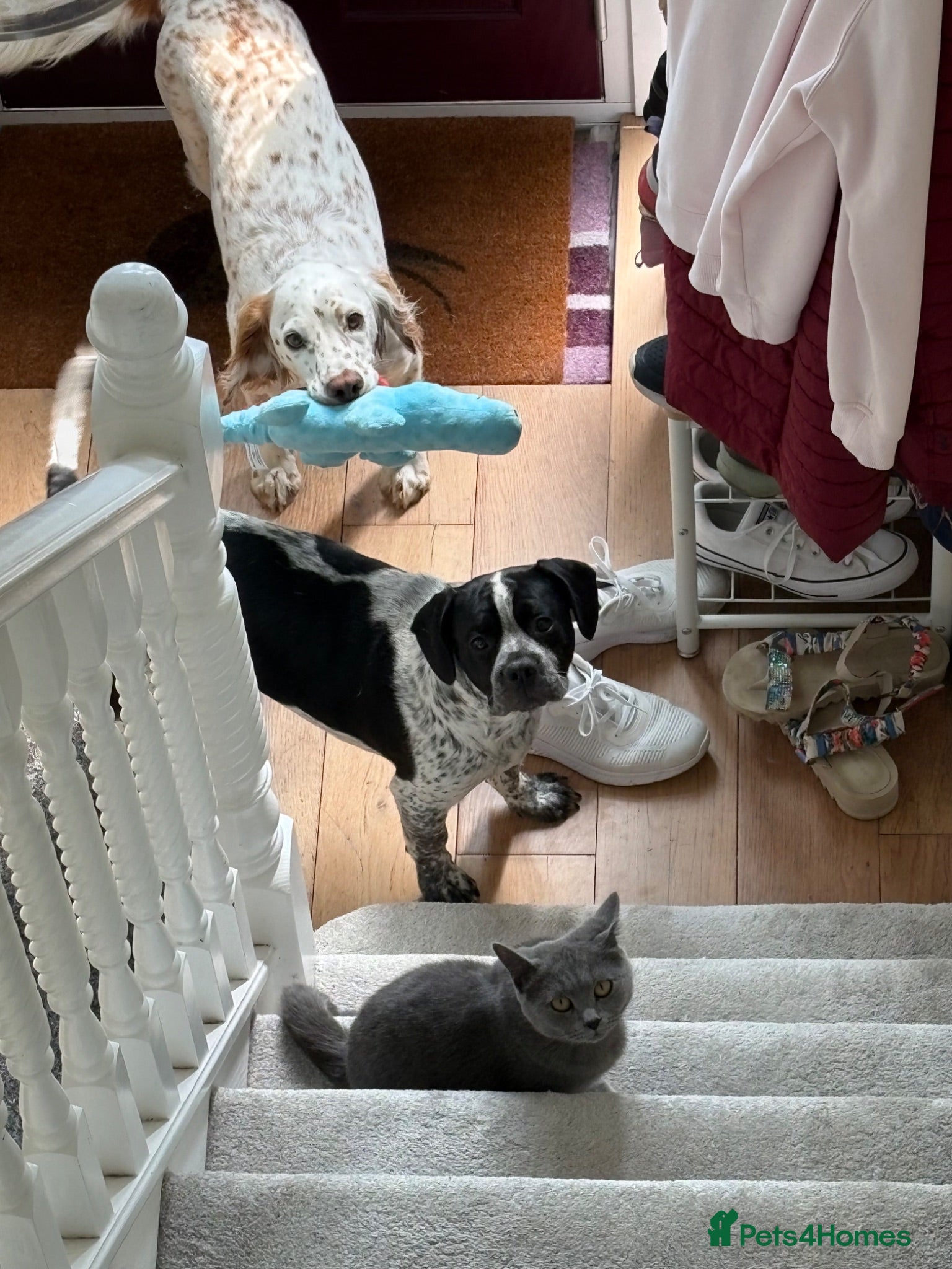 Mixed Breed dogs 8 months old puppy  - Advert 1