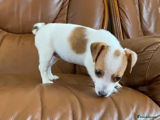 Jack Russell dogs Jack russell puppies - Advert 18