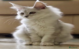 Maine Coon cats for sale: **ONLY 2** High Silver Shaded Kittens Left!😻 - Image 15