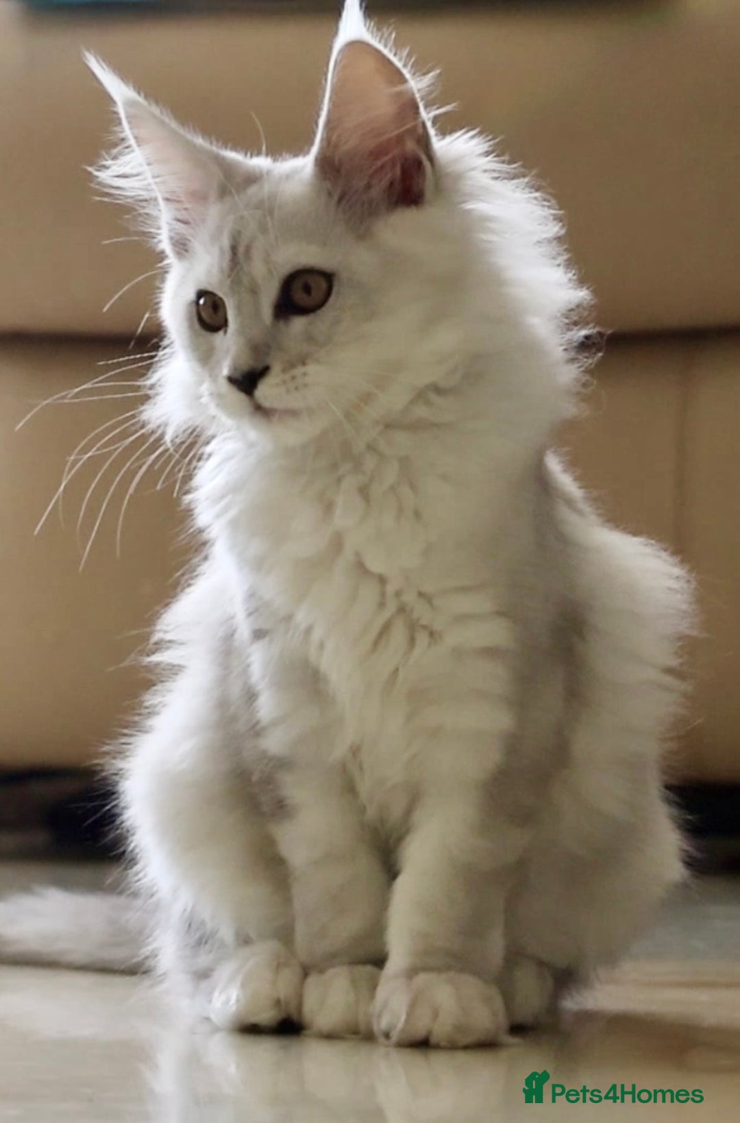 Maine Coon cats for sale: **ONLY 2** High Silver Shaded Kittens Left!😻 - Image 15