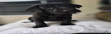Labrador Retriever 6