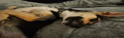Mixed Breed dogs for adoption: ANTONIO - FOR ADOPTION  in Southport - Advert 3