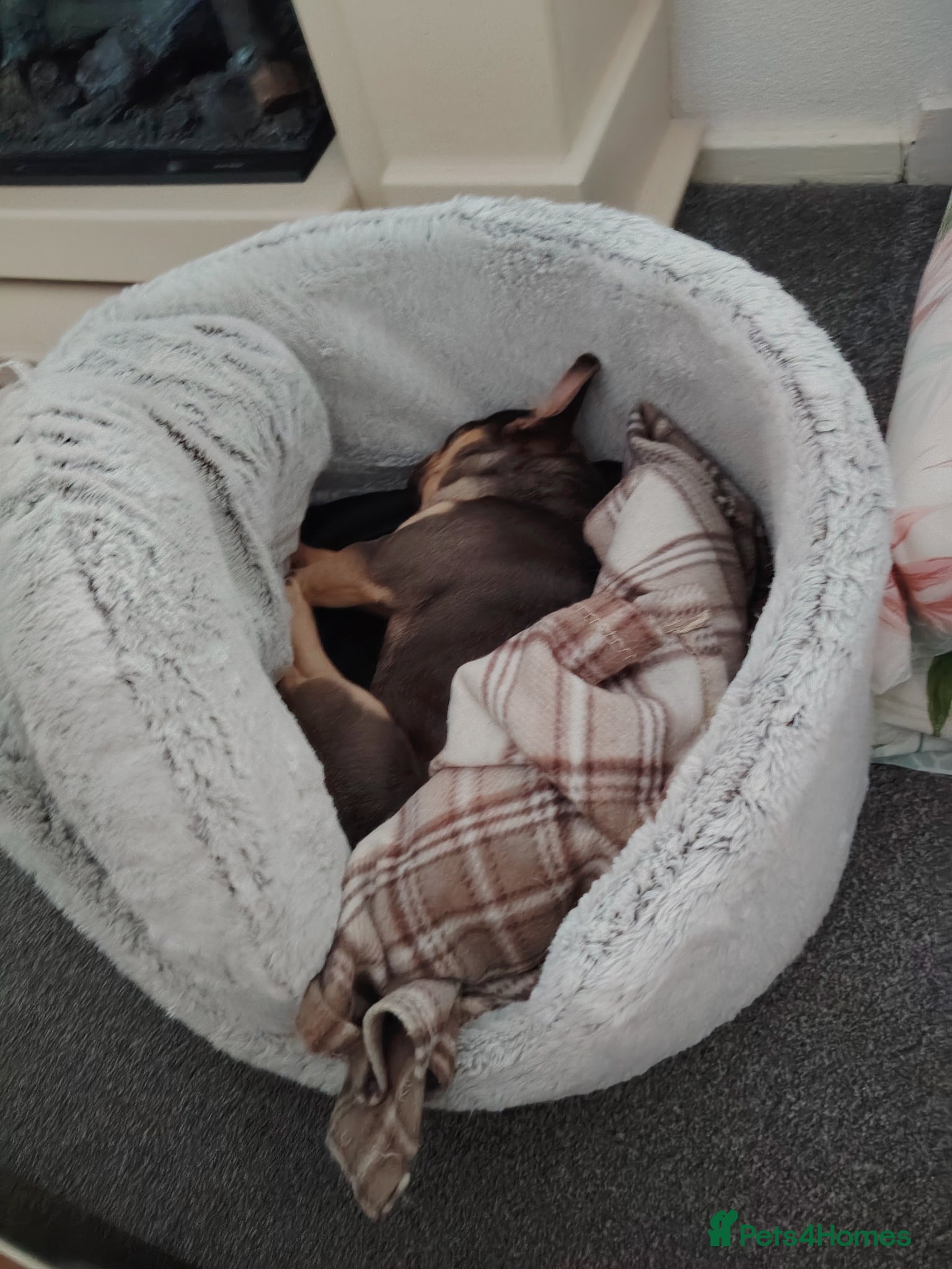 French Bulldog dogs for sale: French bulldog puppy in Larkhall - Advert 4