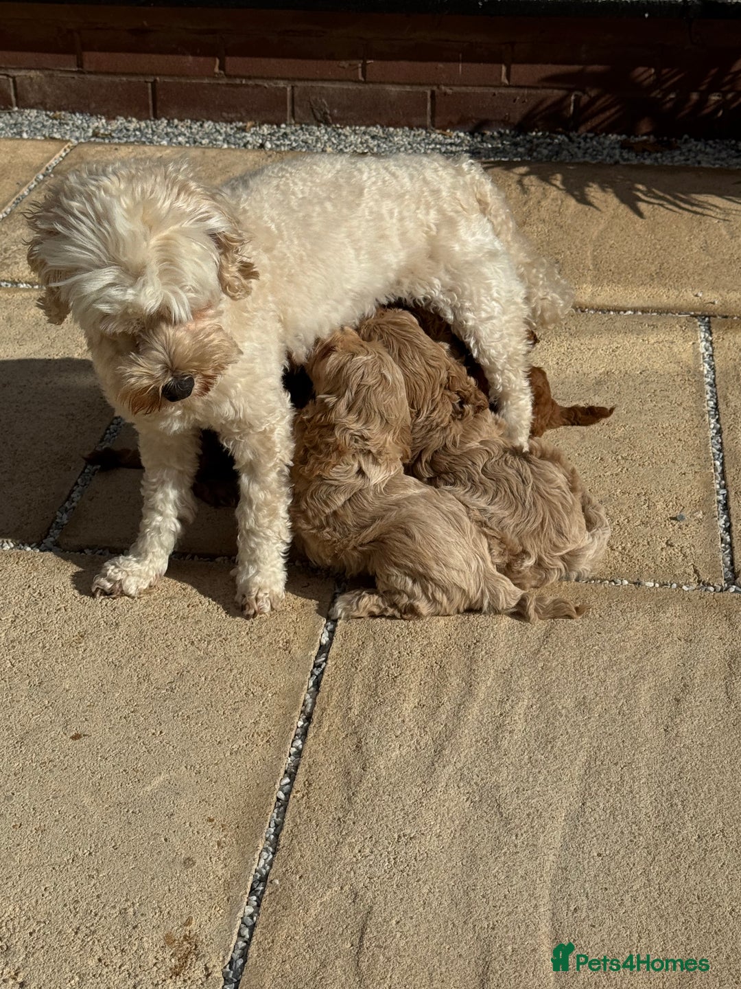 Cockapoo dogs for sale: Last little toy Cockapoo boy available - Image 5