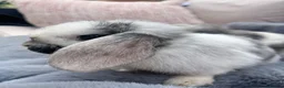 Mini Lop rabbits for sale: Mini lop baby rabbits  - Advert 4