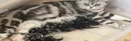 British Shorthair cats for sale: GCCF Rare Show Quality BSH Silver Tabby Kittens  - Advert 3