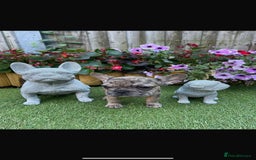 French Bulldog dogs for sale: Merle French Bulldog  - Image 2