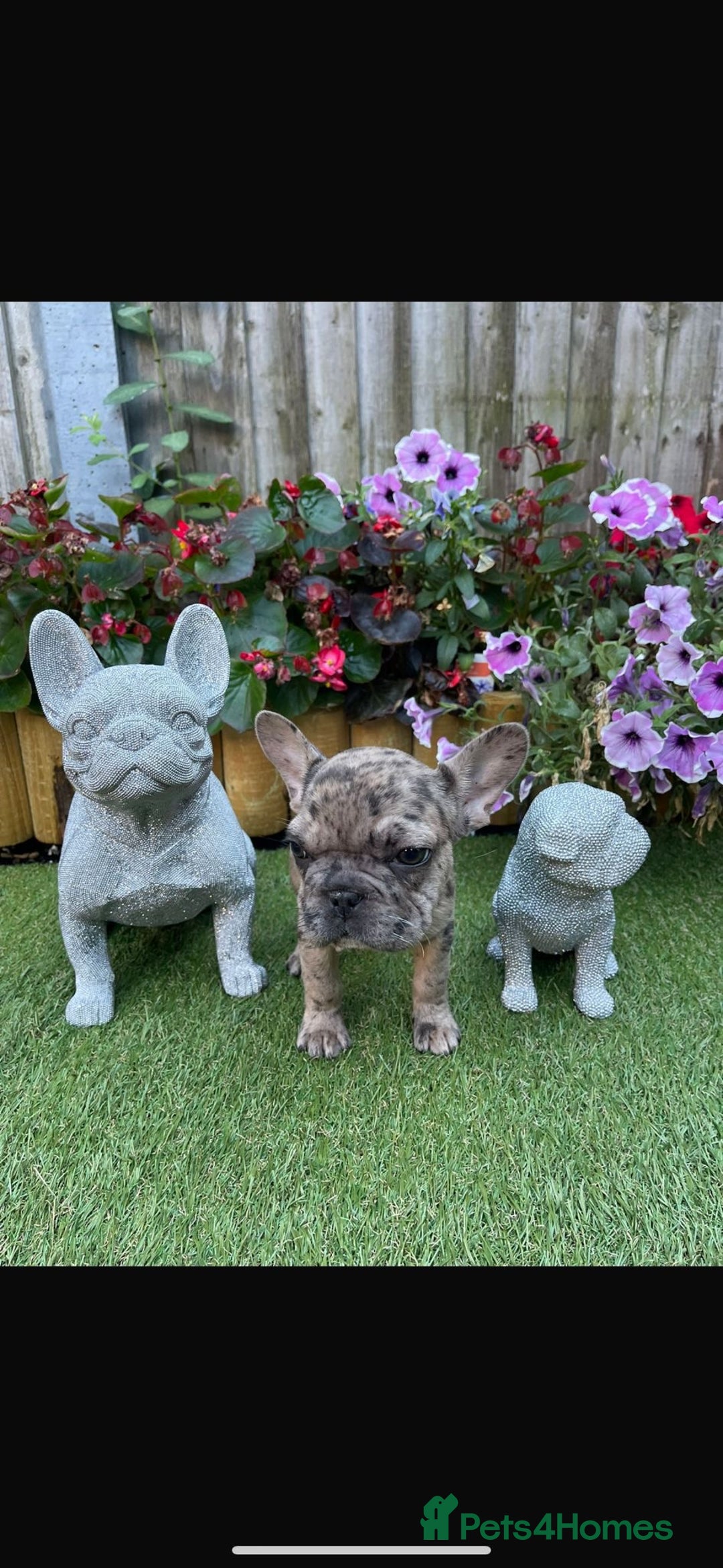 French Bulldog dogs for sale: Merle French Bulldog  - Image 2