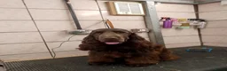 Cocker Spaniel dogs for sale: Extensively health tested KC Show Cocker Spaniels  - Advert 18