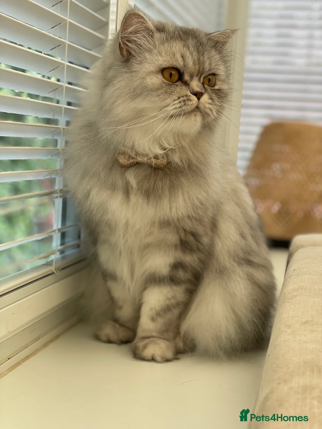 Persian cats for sale: Persian cat - Advert 3