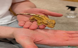 Gecko reptiles for sale: Beautiful Female Crested Geckos    - Image 6