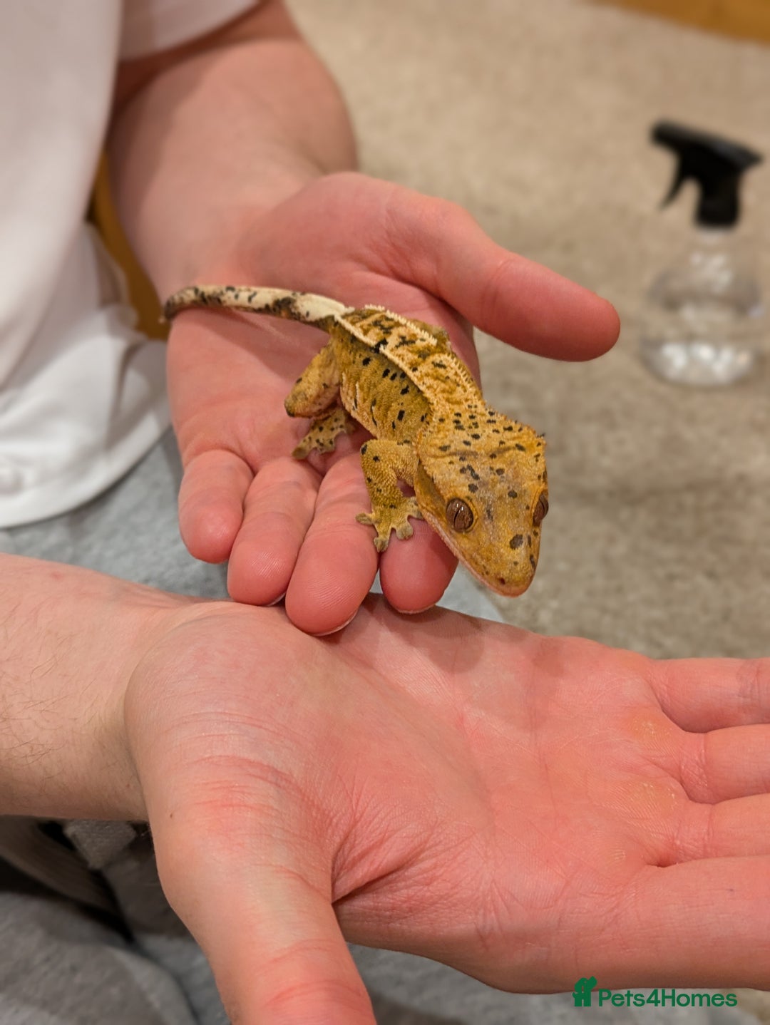 Gecko reptiles for sale: Beautiful Female Crested Geckos    - Image 6
