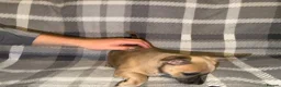 Mixed Breed dogs for sale: READY NOW French Bull dog cross Chihuahua puppies  - Advert 6