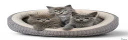 Persian cats for sale: Gorgeous Persian x Kittens Ready now  - Advert 1