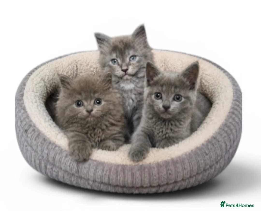 Persian cats for sale: Gorgeous Persian x Kittens Ready now  - Advert 1