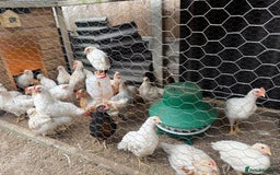 Chickens poultry for sale: Mixed chicks  - Image 5